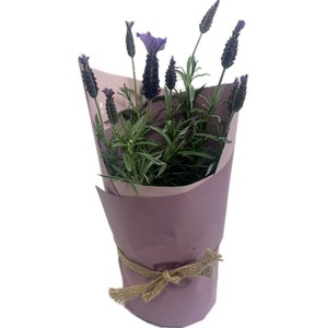 Products: Lavender Plant