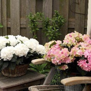 Plants: Hydrangea Plant