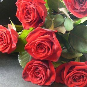 Valantines Day: Six Red Roses Gift Wrapped
