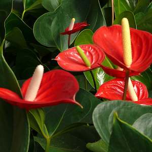 Red Anthurium Plant
