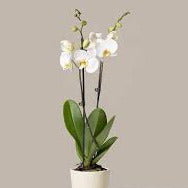 Phalaenopsis Orchid Plant