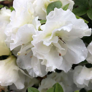 Plants: Standard Azalea Plant