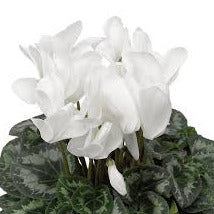 Plants: Cyclamen Plant