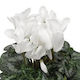 Cyclamen Plant