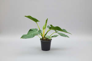 Philodendron Blizzard