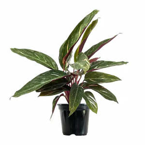 Plants: Calathea Magic Star