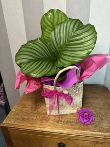 Products: Charming Gift-Wrapped House Plant - Auckland delivery- Gift - Flowers that Wow- Florist - South Auckland Delivery
