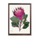 Antipodes Botanical - King Protea