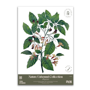 Gifts: Pūriri Decal