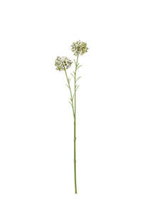 Get The Look Three Birds: Mini Allium Cream 46cm