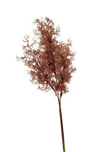Smokebush Spray Burgundy