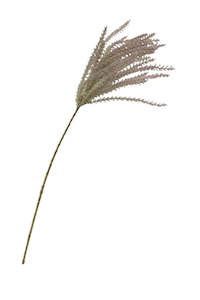 Common Reed Grass Spray