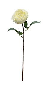For The Boho Babe: Austin Rose – Ivory | 57cm Artificial Stem