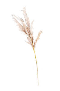 Artificial Flora: Beach Pampas Stem – 99cm | Faux Dried Grass for Neutral Styling