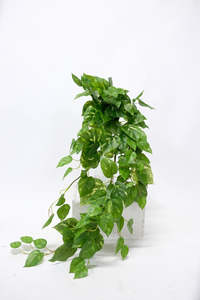 Large Variegated Pothos Bush 89cm