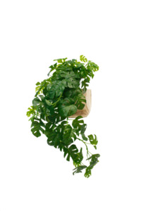 For The Beach Bum: Split Philo Hanging Bush 76cm | Real Touch Faux Greenery