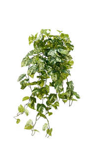 Variegated Pothos Bush Real Touch Stem 80cm