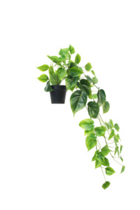 Mothers Day: Potted Hanging Philodendron Faux Plant