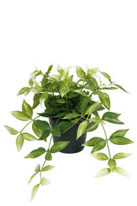Artificial Flora: Wandering Dew Potted Plant, Green and White | Faux Plant