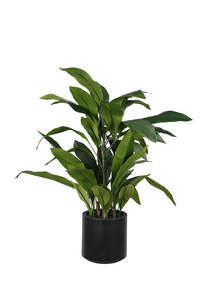 Aspidistra Plant in Decor Pot 1.2m – 46 Leaves