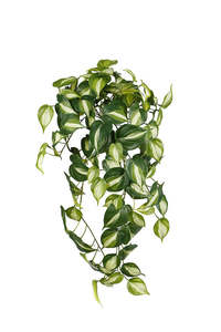 Philodendron Micans Hanging Bush 65cm | Real Touch Faux Plant