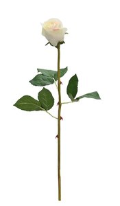 Asher Rose Bud – White Faux Stem (51cm)
