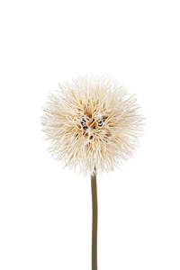 Dandelion Stem Natural 86cm | Faux Botanical