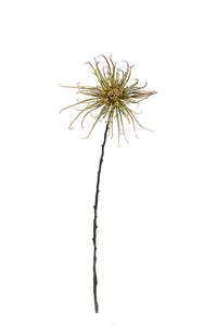 For The Boho Babe: Spider Mum Stem | Khaki Green 71cm