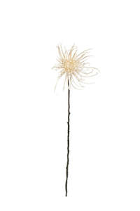 Mothers Day: Spider Mum Stem Winter White 71cm