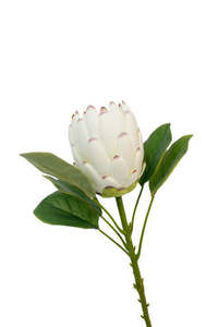 Queen Protea Spray – White 68cm Faux Stem