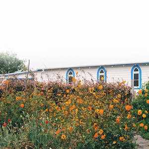 Kane Strang - Blue Cheese