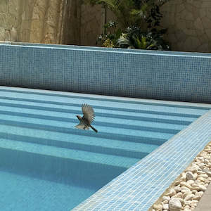 Cassette: Junus Orca - A True Stream