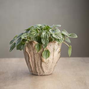 Just Added: Cabbage Leaf Planter | Large