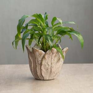 Just Added: Cabbage Leaf Planter | Small