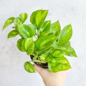 Curated Extras: Pothos Plant- Bright green