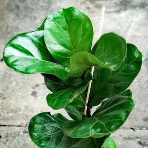 Curated Extras: XL Fiddle Leaf Fig
