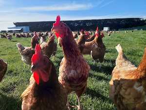 Hen: Pre Sale - 1.5 year old hens available November 2024