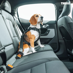 Dogs: Thule Cappy