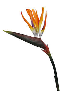 Artificial Plants: Artificial Plant Birds Of Paradise Orange