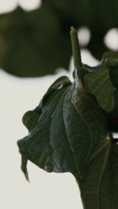 Products: Kawakawa throat spray - 417 Ora