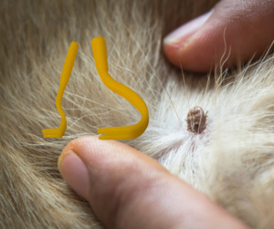 Grooming 1: Tick Remover Twister