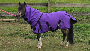 Miniature Horse Rugs: Stormbreaker Winter Rug 100gm