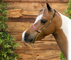 J Hook Rhinestone Noseband -Hot Pink