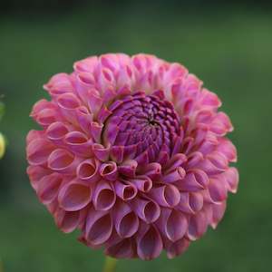 New Dahlia Varieties For 2024: Caitlins Joy