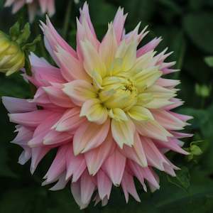 New Dahlia Varieties For 2024: Just Married