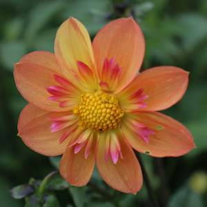 New Dahlia Varieties For 2024: Kelsey Annie Joy