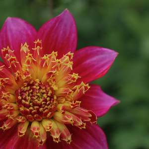 New Dahlia Varieties For 2024: Ryecroft Jim