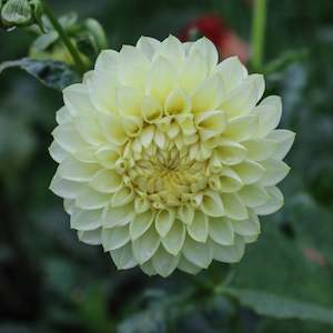 New Dahlia Varieties For 2024: Barbarry primrose hall