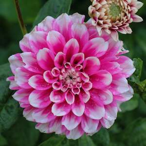 New Dahlia Varieties For 2024: Fuzzy Wuzzy