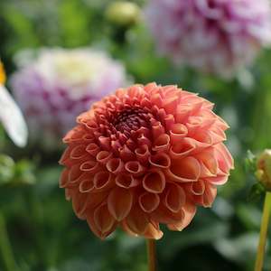 New Dahlia Varieties For 2024: Cornel Bronze